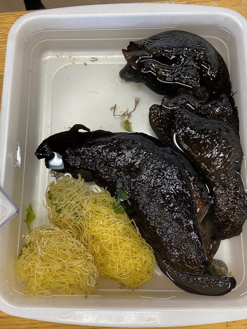 アメフラシと黄色い卵塊