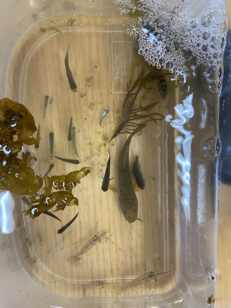 小魚とエビ