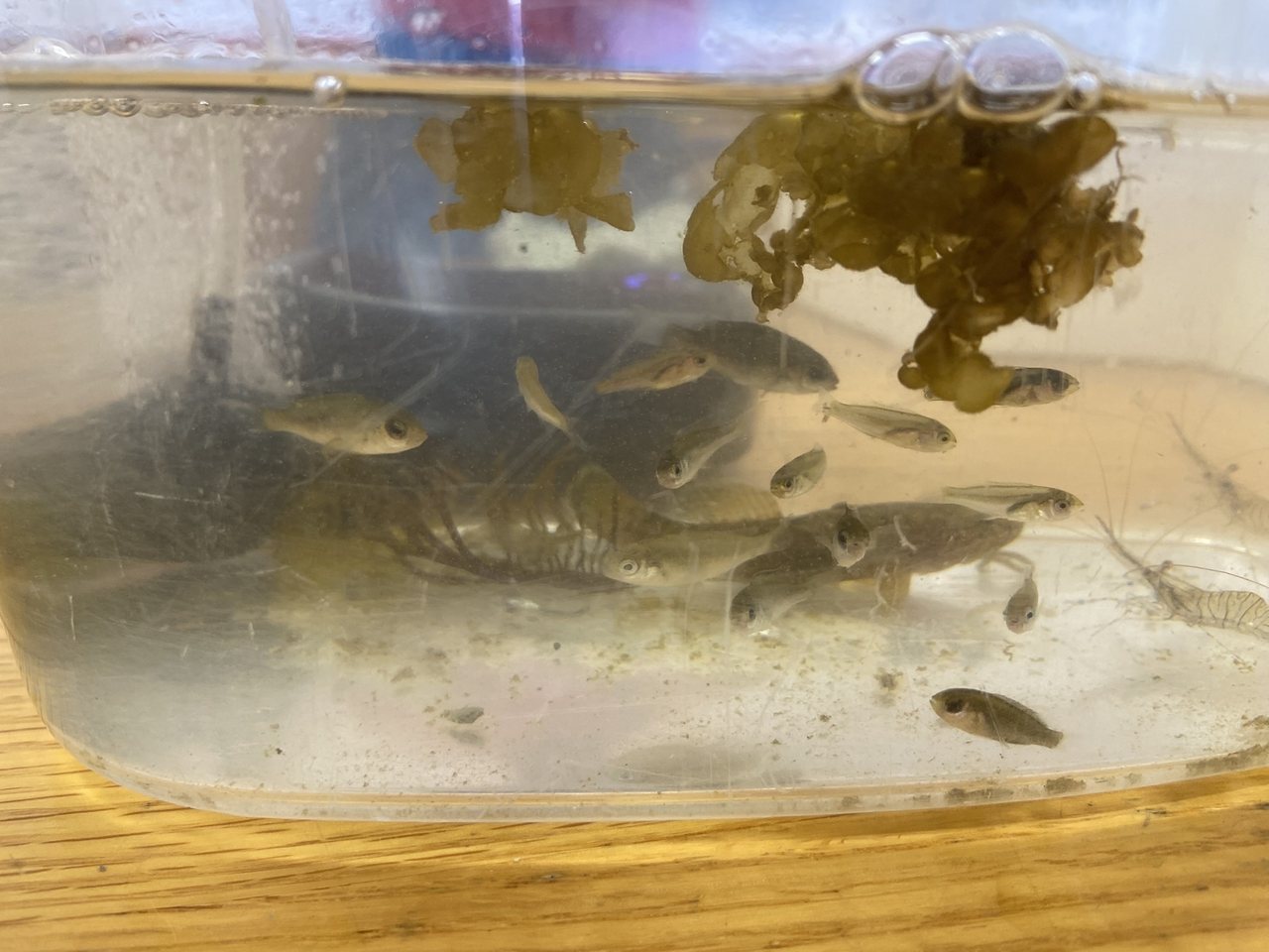 稚魚の群れ
