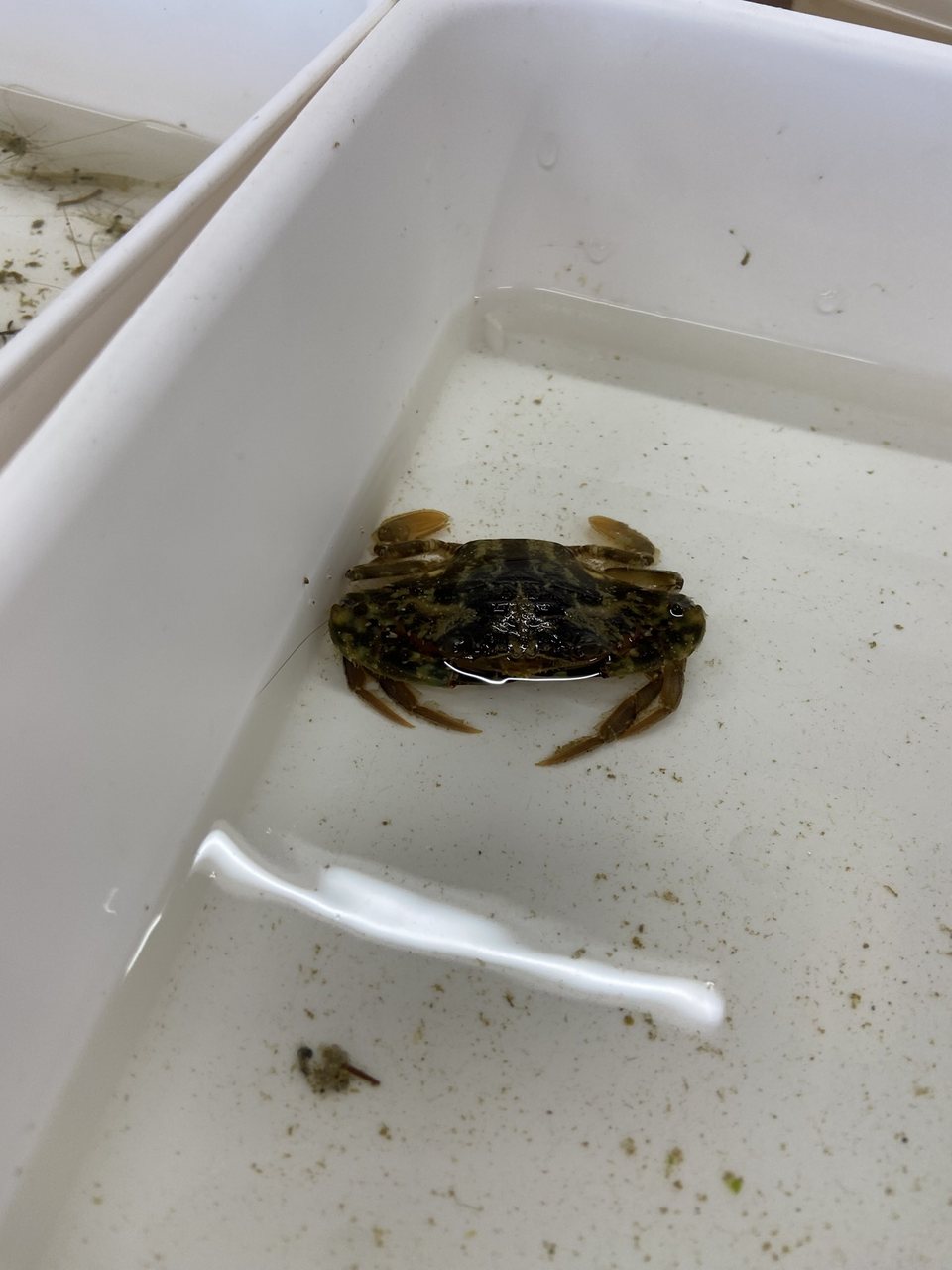 バットの中のカニ